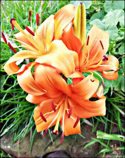 Dragon Lily videos .